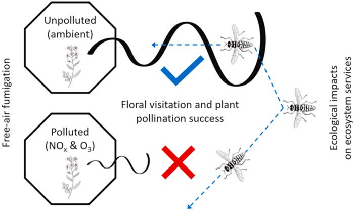 The sense of smell of pollinating insects is highly sensitive.