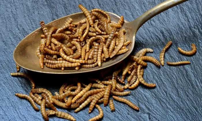 Mealworms cooked with sugar become a meat-like flavoring.