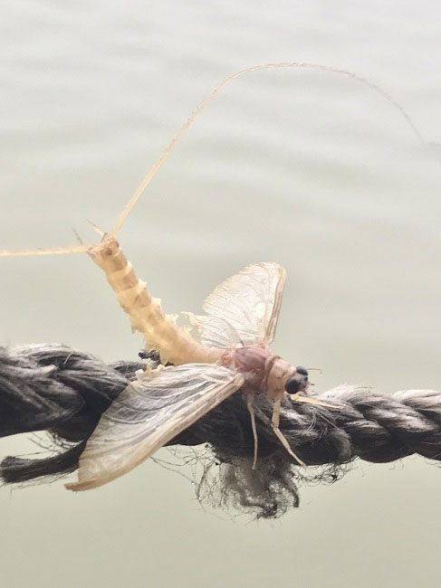 The unusual insect, little known, is considered a specialty of the Red River.
