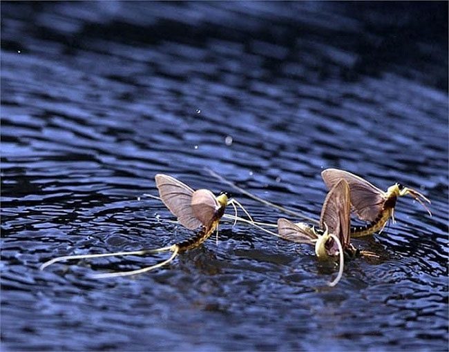 After surfacing, vat vo will flutter on the water's surface to molt and seek mates.