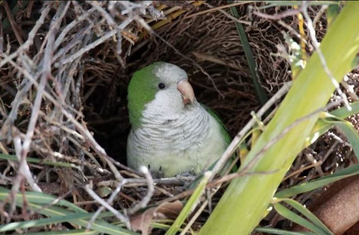 Parrots also receive considerable parental care for a long time.