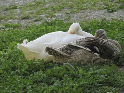These ducks are hiding their bills while sleeping, but one eye remains open for vigilance.