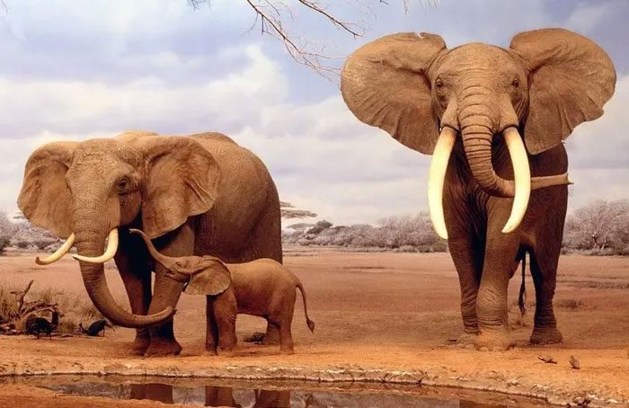 Elephants are very selective when choosing a mate.