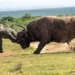 confident elephant challenges the strength of the wild buffalo to receive an unbelievably good result 118801