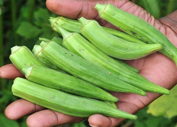 corn could be the solution to eliminate plastic microbeads from water sources 119594