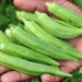 corn could be the solution to eliminate plastic microbeads from water sources 119594