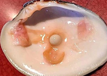 couple pretending to be poor surprised to find expensive pearl worth 119173
