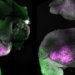 creating a comprehensive mouse model that develops brain and heart responds 122671