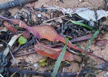 creatures are colorful lying on the beach after heavy rain 120070