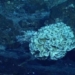 creatures that can survive in conditions equivalent to 48 fighter jets 124602