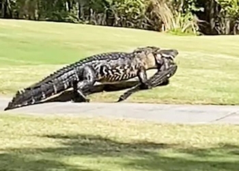 crocodile 6 meters hungry swallowing prey in a few minutes 119453