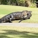 crocodile 6 meters hungry swallowing prey in a few minutes 119453