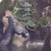crocodile cannibalism devours same species in shocking moment 122655