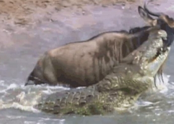 crocodile gets hit in the eye by a bull ox and still escapes death unbelievably 121843
