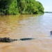crocodile island ramee challenges the closest thing to the world 119776