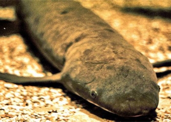 crocodile ki la live super thin due to being fed with skin 96233
