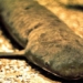 crocodile ki la live super thin due to being fed with skin 96233