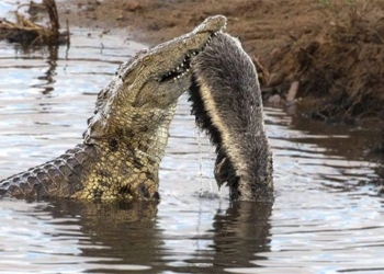 crocodile physical therapy finds way eat carcase back 95599