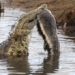 crocodile physical therapy finds way eat carcase back 95599