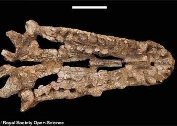 crocodile reborn dinosaur 240 million years old each tooth is a knife 118820