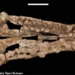 crocodile reborn dinosaur 240 million years old each tooth is a knife 118820