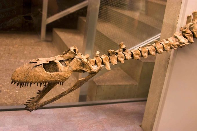 Fossil of Cryptoclidus displayed at the Naturmuseum Senckenberg in Frankfurt, Germany
