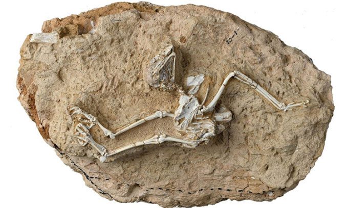 Nearly complete 6-million-year-old owl fossil in Gansu.
