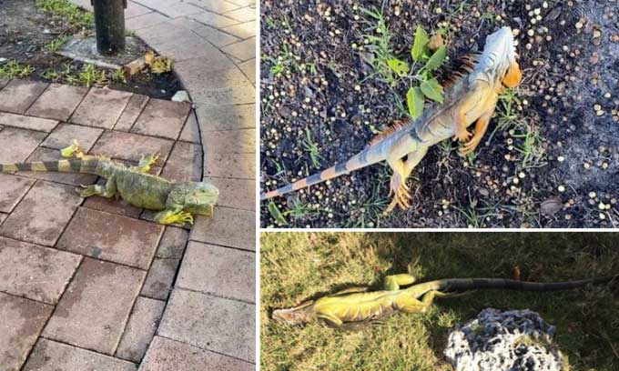 Iguanas in thermal shock falling from trees to the ground in Florida.