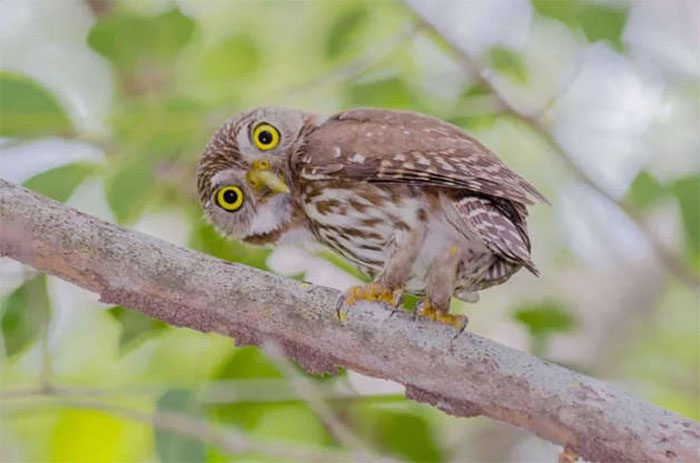 Ferruginous Pygmy Owl