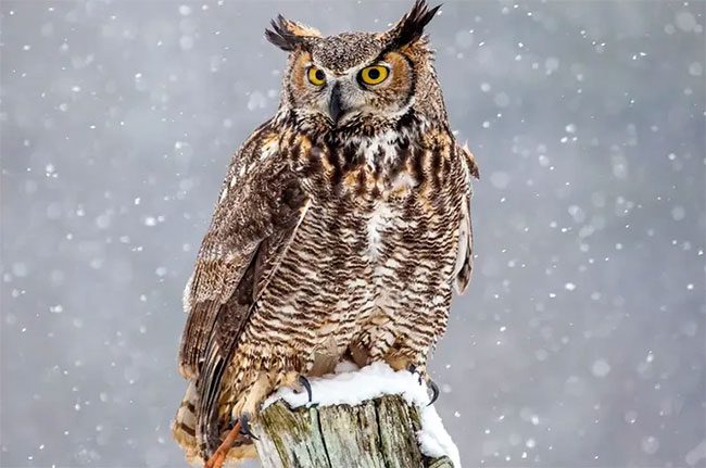 The beauty of the Great Horned Owl