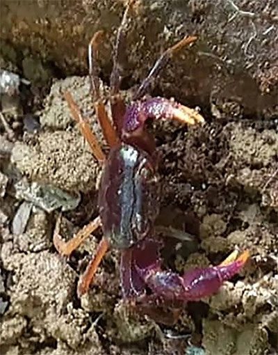 Sierra Leone crab is one of the "25 most critically endangered species" by Re:wild.