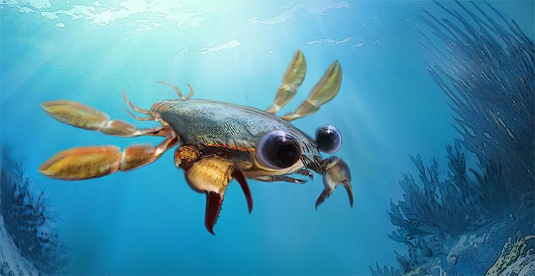Callichimaera Perplexa crab from 90 million years ago is stunningly beautiful.