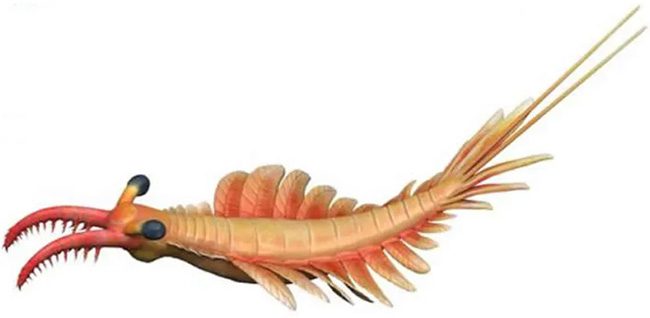 The fearsome appearance of an ocean "predator"