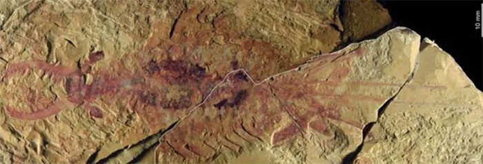 Fossil of a bizarre crab.
