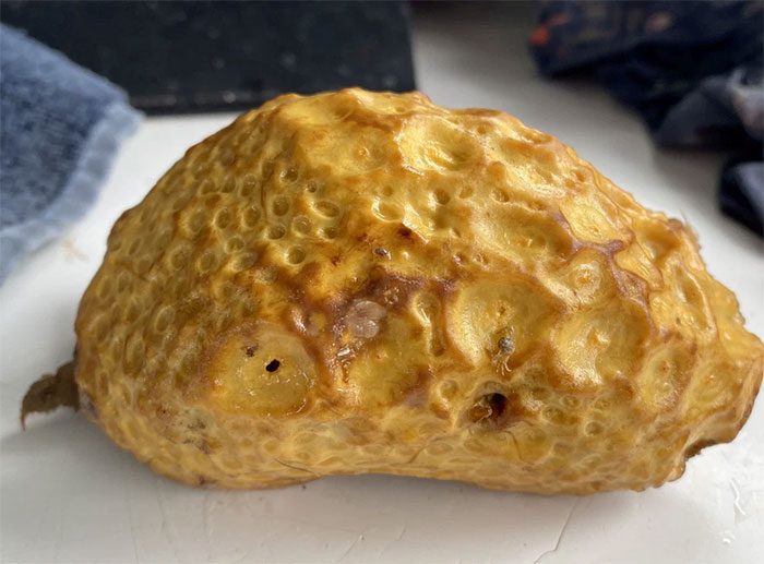 Shell with many small holes.