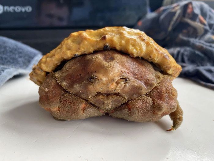 Australian Sponge Crab