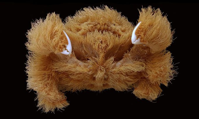 A hairy crab discovered in Western Australia.