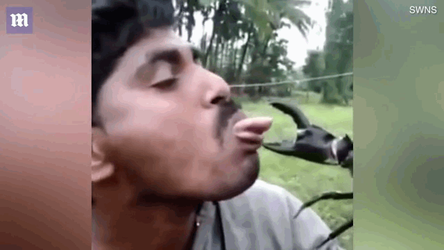 As soon as it had the chance, the crab clamped down on Rao's tongue
