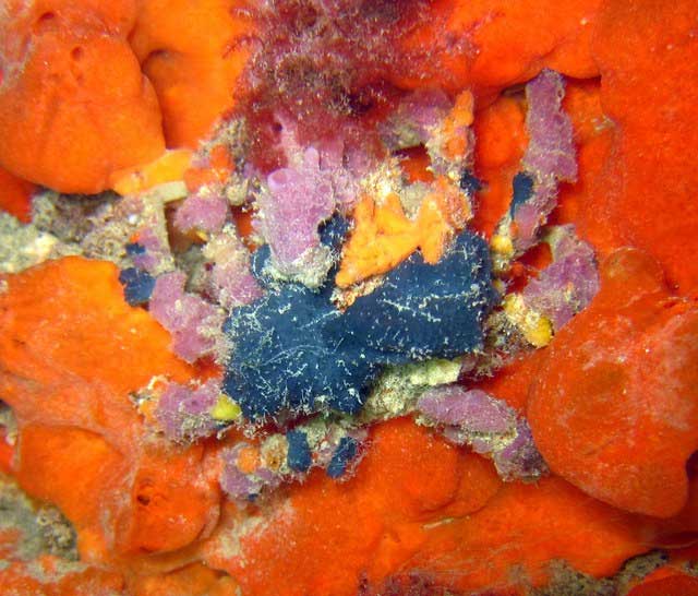 Some species are very specialized in their choice of camouflage.