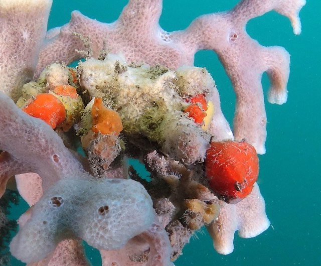 Decorator crabs are found across the world's oceans and seas.