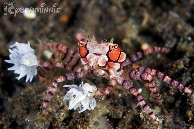 In fact, the lifespan of these crab species has yet to be specifically estimated.