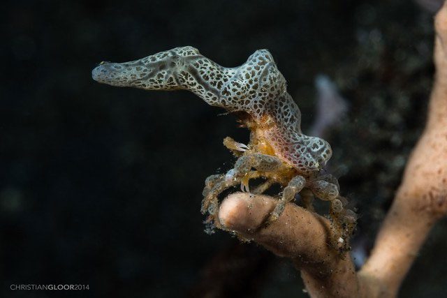 There are about 700 species of decorator crabs.