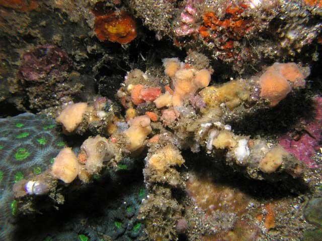 Decorator crabs