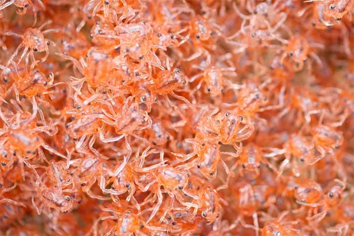Millions of young crabs will cover the beaches of the island in red