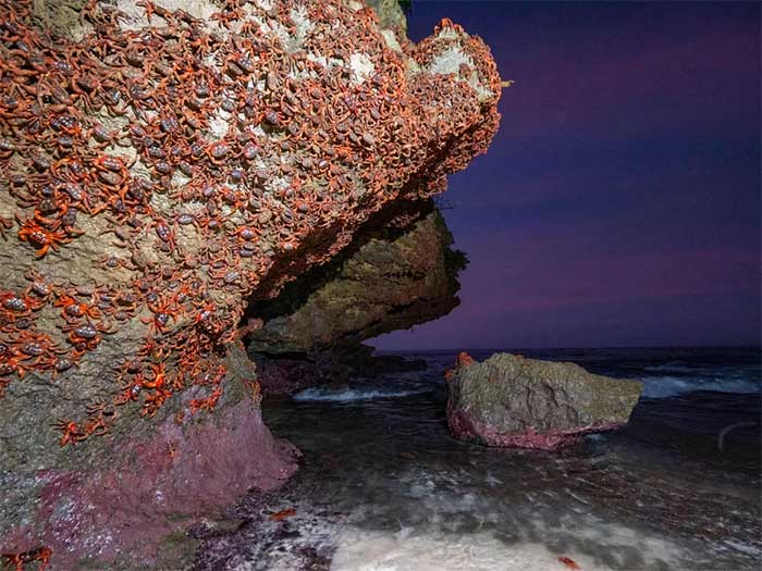 Mother crabs gather on the rocks