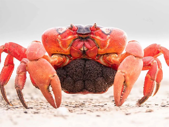 Each female crab can carry up to 100,000 eggs.