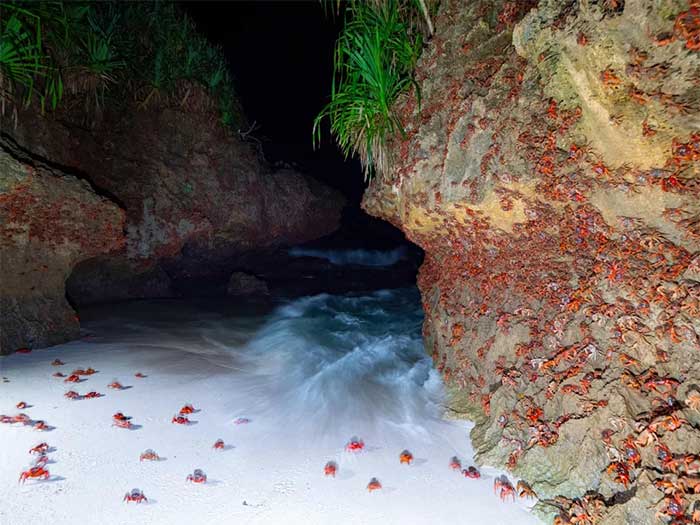 Many mother crabs will be pulled into the sea by waves and will be lost forever.