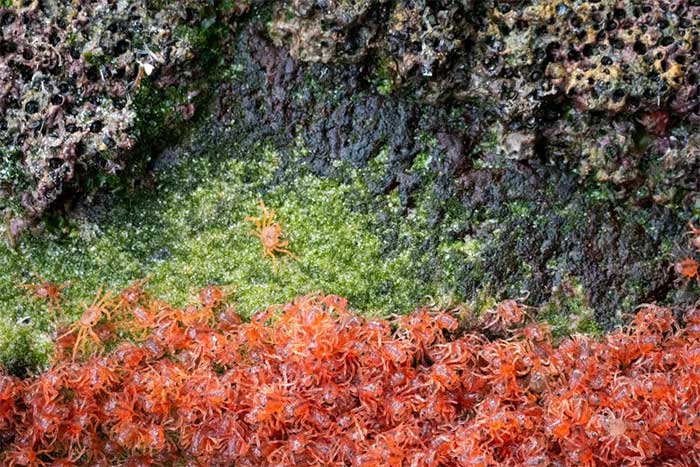 As soon as they hatch, the young crabs begin their journey back to their origins