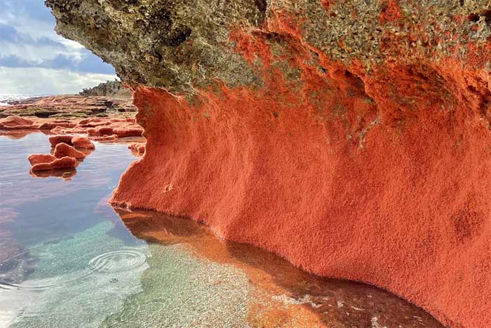 The young crabs will cover the shores of Christmas Island in a distinctive red color.