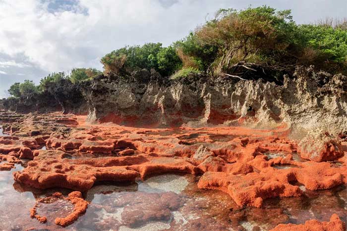 When the tide recedes, millions of young crabs will appear